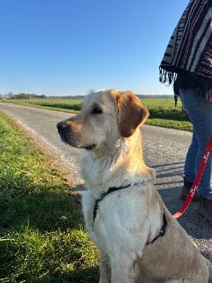 Étalon Golden Retriever - Talia de la Gabrière