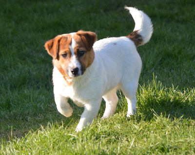 Étalon Jack Russell Terrier - Vaiana Des Terriers Du Large