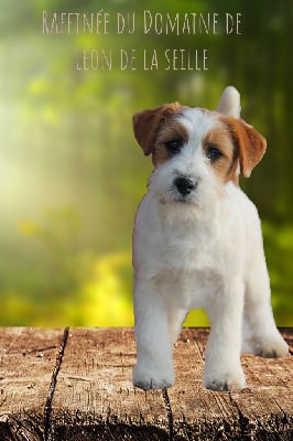 Étalon Jack Russell Terrier - Raffinee du Domaine De Léon De La Seille