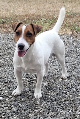 Étalon Jack Russell Terrier - Mojito du Bois des Carnutes