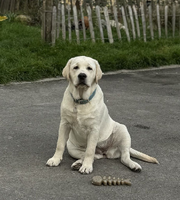 Étalon Labrador Retriever - Venus (Sans Affixe)