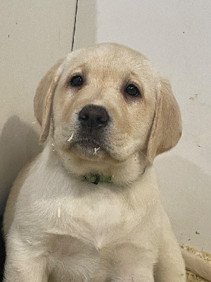 Étalon Labrador Retriever - Vanaé De La Légende De L'Abbaye D'Arrouaise