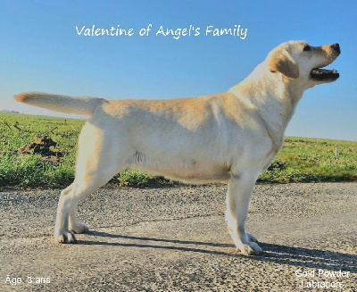 Étalon Labrador Retriever - Valentine Of Angel's Family