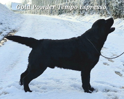 Étalon Labrador Retriever - Gold powder Tempo espresso