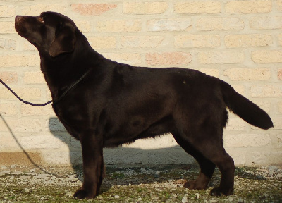 Étalon Labrador Retriever - Texas tex mex z grodu hrabiego malmesbury