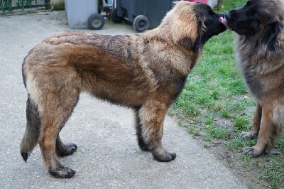 Étalon Leonberger - Vhagar du Chapeau de gendarme