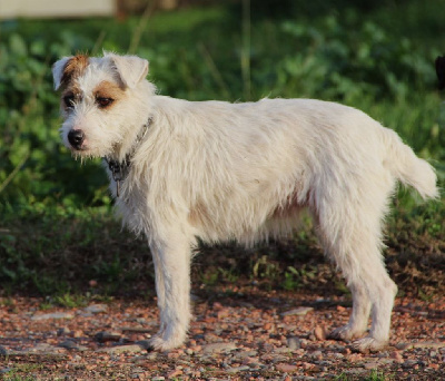 Étalon Parson Russell Terrier - Tiara Des Lacs De L'Adour