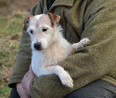 Étalon Parson Russell Terrier - Louve Du site corot