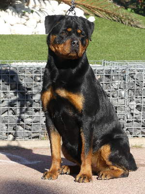 Étalon Rottweiler - Vaika De La Force Des Mages Noirs