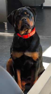 Étalon Rottweiler - Very black pearl Des Blacks Pearls Addiction