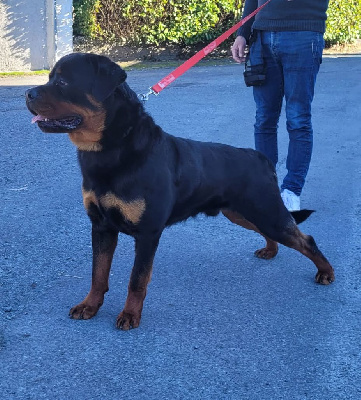 Étalon Rottweiler - Ultron Des Princes De Calvignac