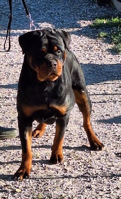 Étalon Rottweiler - Una bella Of Holly's Kingdom