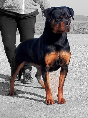 Étalon Rottweiler - Unik Des Princes De L'albinol