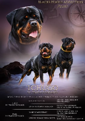 Étalon Rottweiler - Tchugo Du Temple D'Adranos