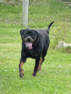 Étalon Rottweiler - Pattila Des anges noirs et feux