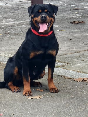 Étalon Rottweiler - Saphir Des Légendes De Sardelis