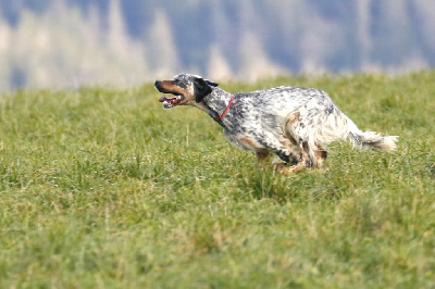 Étalon Setter Anglais - CH. Rio Des Berges De La Lergue