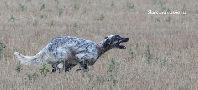 Étalon Setter Anglais - CH. Shadow de las triemes