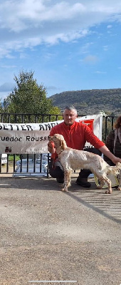 Étalon Setter Anglais - Romy Des Berges De La Lergue