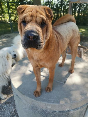 Étalon Shar Pei - U-soline dit umy Du domaine d'Ilou