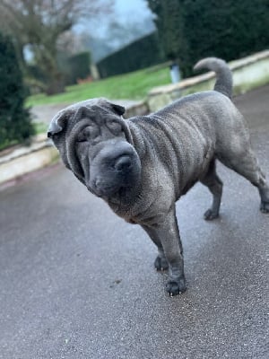 Étalon Shar Pei - Tequila Du Royaume Des Croissants D'Or