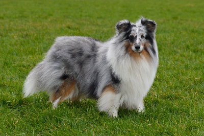 Étalon Shetland Sheepdog - Roddy bleu Des Amours Du Bois De Fer