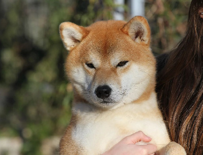 Étalon Shiba - Tsuki No Maneki Kitsune