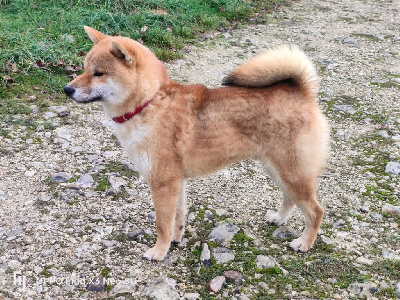 Étalon Shiba - Unsei Des Crocs Du Quercy