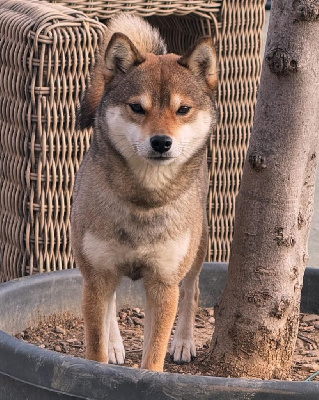 Étalon Shiba - Takako no kinatsu No Maneki Kitsune