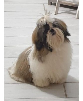 Étalon Shih Tzu - Renata du Puits d'Eloquengo