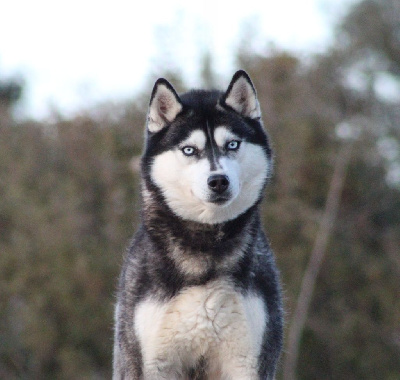 Étalon Siberian Husky - bueno pardo O'siberika