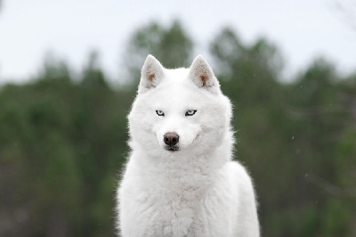 Étalon Siberian Husky - Maggie helen dogstyle