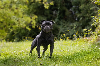 Étalon Staffordshire Bull Terrier - U can 't touch this Of Stafford Edition