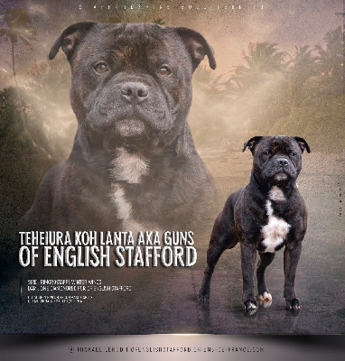 Étalon Staffordshire Bull Terrier - Teheiura koh lanta aka guns Of English Stafford