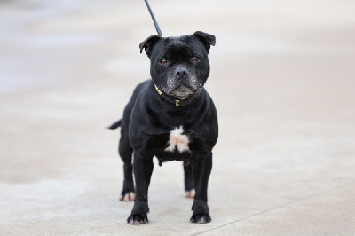 Étalon Staffordshire Bull Terrier - firecross Fade to black