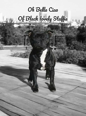 Étalon Staffordshire Bull Terrier - Oh bella ciao Of Black Lovely Staffie