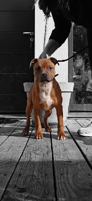 Étalon Staffordshire Bull Terrier - Virtuous n pride Soan Of Fire