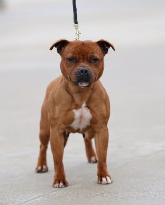 Étalon Staffordshire Bull Terrier - strongbull's knl Roxana