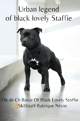 Étalon Staffordshire Bull Terrier - Urban legend Of Black Lovely Staffie