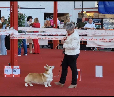 Étalon Welsh Corgi Pembroke - Un amour éternel houdini des Romarins de Mayerling