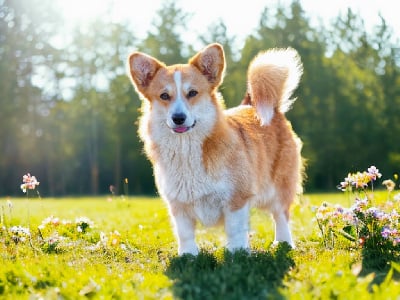 Étalon Welsh Corgi Pembroke - Tweed du clos de reverie