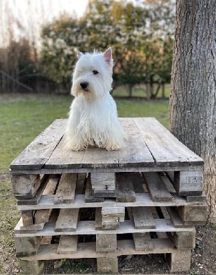 Étalon West Highland White Terrier - Pilgrim du Harpouy D'Auzan