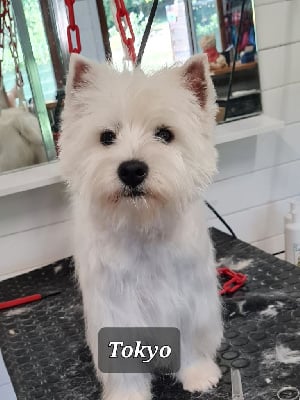 Étalon West Highland White Terrier - Tokyo du Clos Lachrico