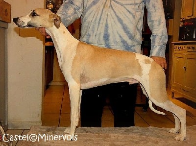 Étalon Whippet - Vicking fawn De Lev'horse