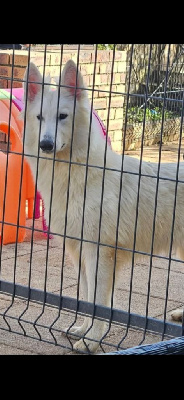 Étalon Berger Blanc Suisse - U'lyn Du Diamant Des Neiges