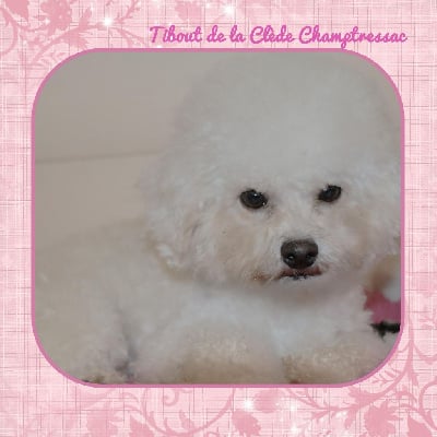 Étalon Bichon Frise - Titi De La Clède Champtressac