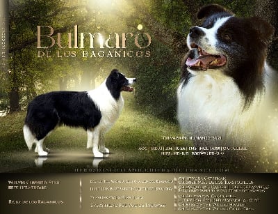 Étalon Border Collie - Bulmaro de los baganicos