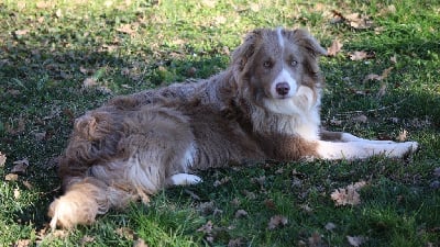 Étalon Border Collie - X'pearl of maranns home