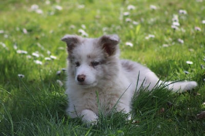 Étalon Border Collie - Via lucania De La Lumière De Nerthus