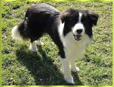 Étalon Border Collie - Ultra beauty sunny du Paradis des P'tits Cracks